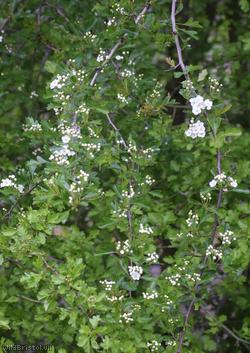 Common Hawthorn type 54