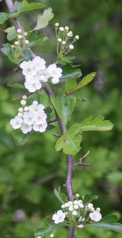 Common Hawthorn type 54