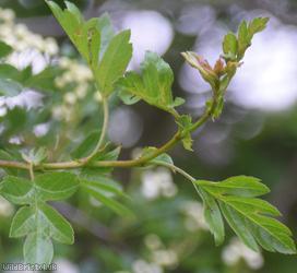Common Hawthorn type 54