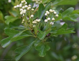 Common Hawthorn type 54