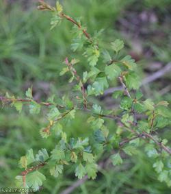 image for Common Hawthorn type 55