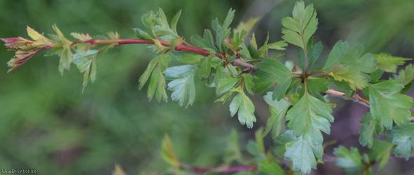 Common Hawthorn type 55