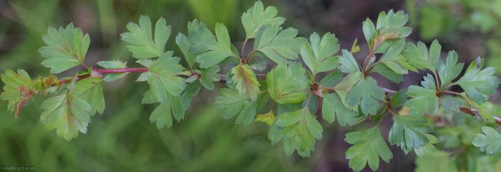 Common Hawthorn type 55