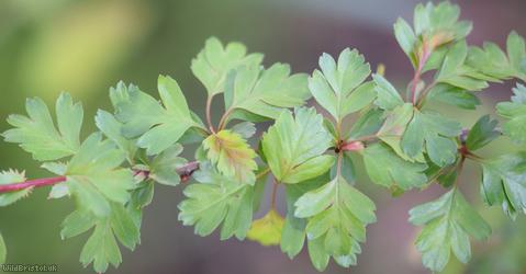 Common Hawthorn type 55