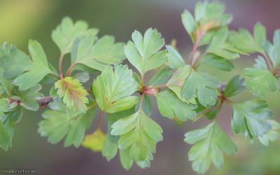 Common Hawthorn type 55