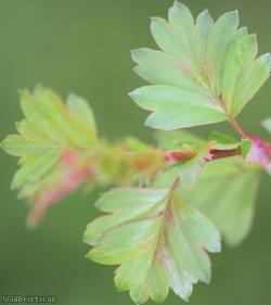 Common Hawthorn type 55