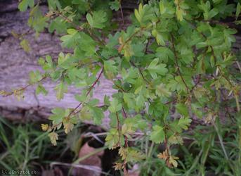 Common Hawthorn type 56