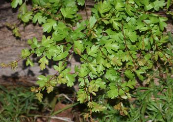 Common Hawthorn type 56