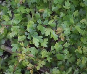 Common Hawthorn type 56