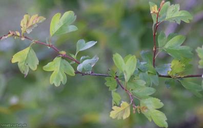 Common Hawthorn type 56