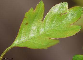 Common Hawthorn type 56
