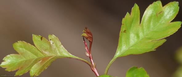 Common Hawthorn type 56
