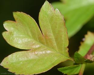 Common Hawthorn type 56