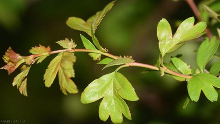 Common Hawthorn type 56