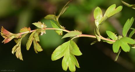 Common Hawthorn type 56