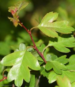Common Hawthorn type 56