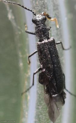 image for Dasytes aeratus