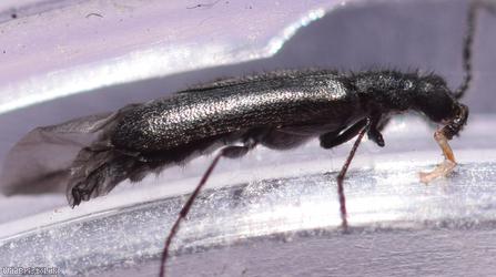 Dasytes aeratus