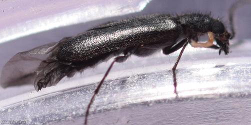 Dasytes aeratus