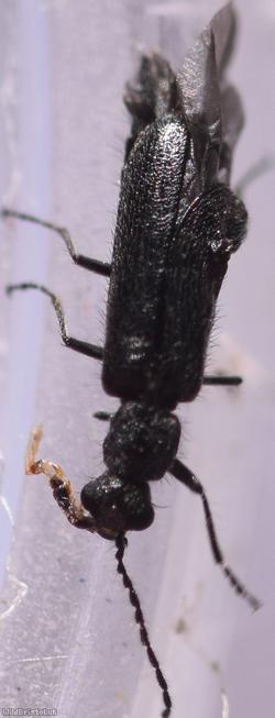 Dasytes aeratus