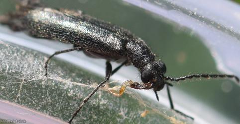 Dasytes aeratus