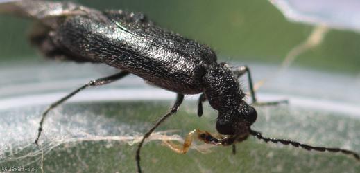 Dasytes aeratus