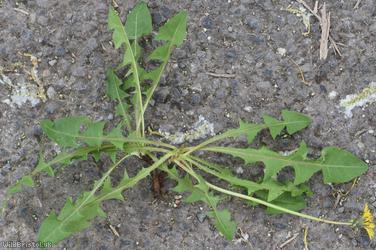 Narrow-bracted Dandelion