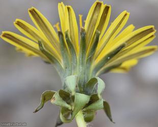 Narrow-bracted Dandelion