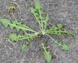 Narrow-bracted Dandelion