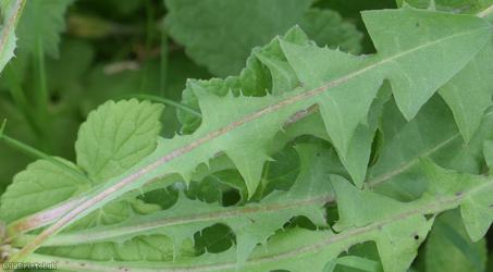 Narrow-bracted Dandelion