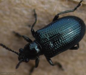 Oulema obscura