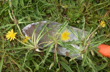 Nordstedt's Dandelion