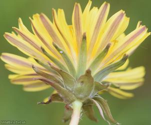 Bright Dandelion