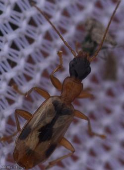 image for Demetrias imperialis