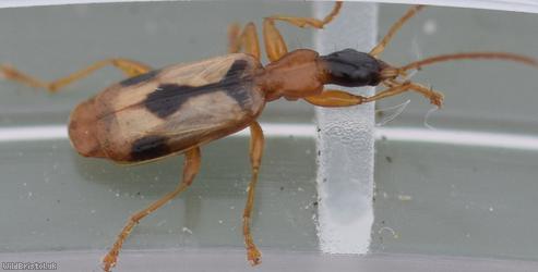 Demetrias imperialis