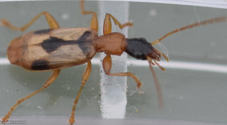 Demetrias imperialis