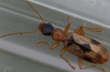 Demetrias imperialis