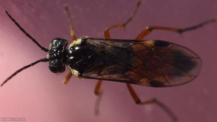 Dark-vented Bedstraw Sawfly
