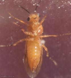 Whitebeam Berry-borer