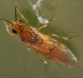Whitebeam Berry-borer