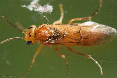 image for Whitebeam Berry-borer