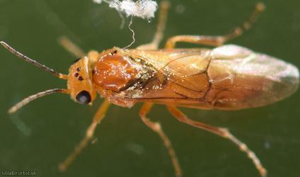 Whitebeam Berry-borer