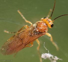 Whitebeam Berry-borer