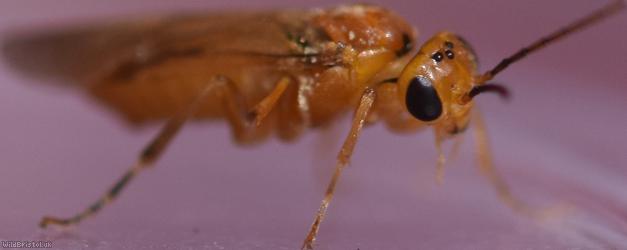 Whitebeam Berry-borer