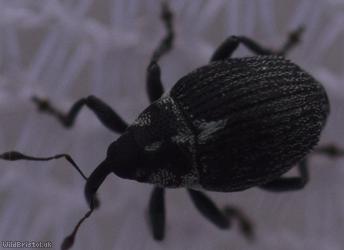 Ceutorhynchus cochleariae