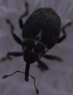 Ceutorhynchus cochleariae