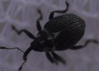 Ceutorhynchus cochleariae