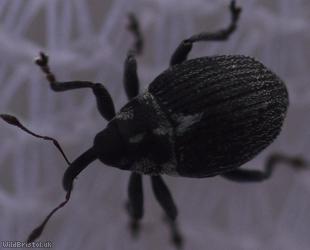 Ceutorhynchus cochleariae