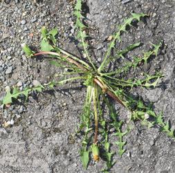 Phoenix Wharf Dandelion