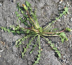 Phoenix Wharf Dandelion